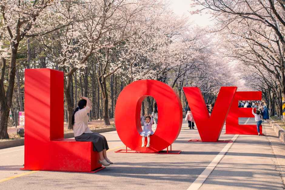 여주흥천남한강 벚꽃축제 여행 정보 - 메고지고