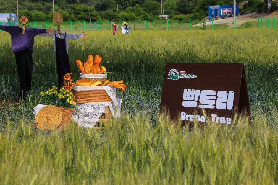 양평밀축제 여행 정보 - 메고지고