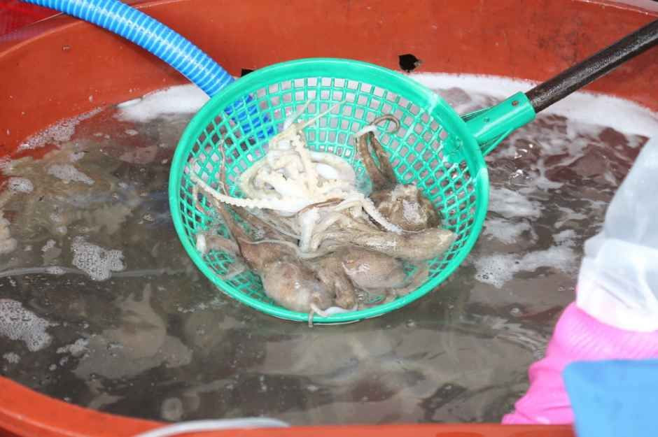 서천 동백꽃 주꾸미 축제 여행 정보 - 메고지고