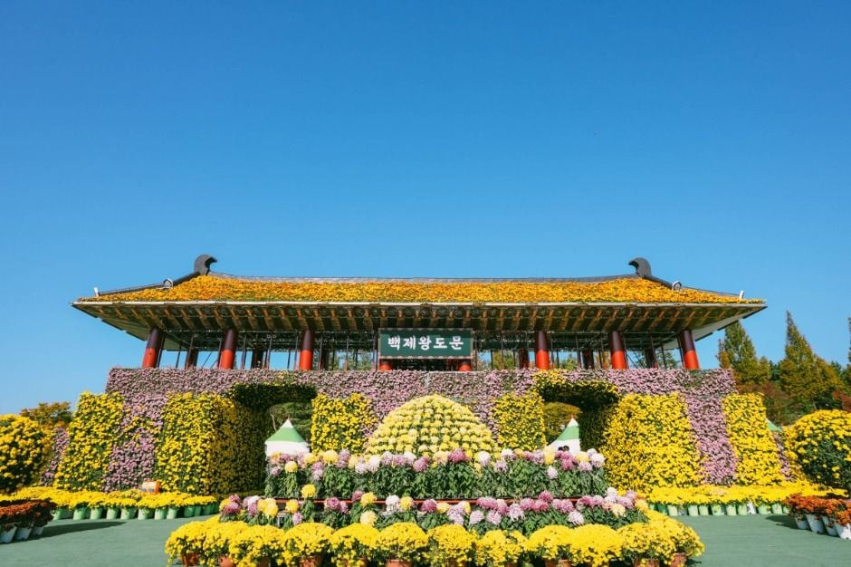 익산천만송이 국화축제 여행 정보 - 메고지고