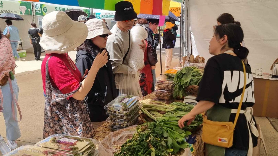 강원n 홍천 산나물축제 여행 정보 - 메고지고