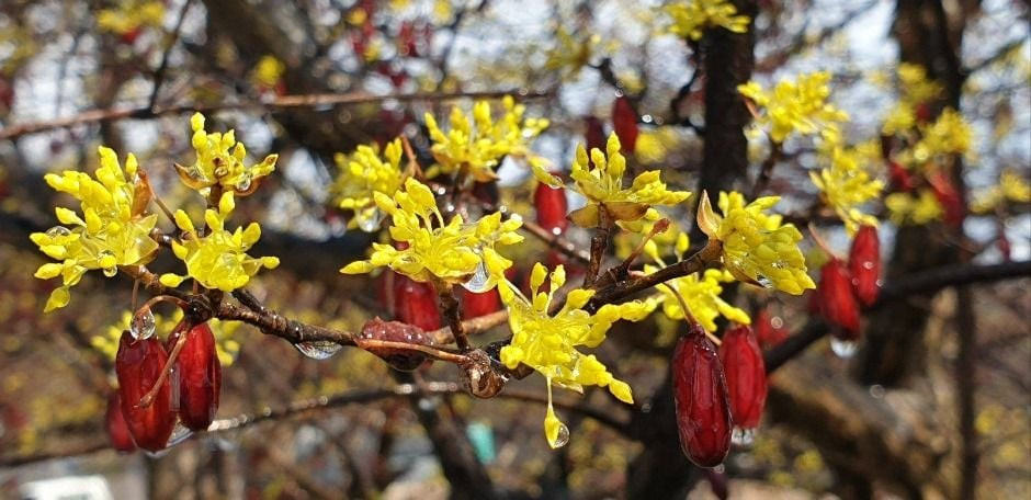이천백사 산수유꽃축제 여행 정보 - 메고지고