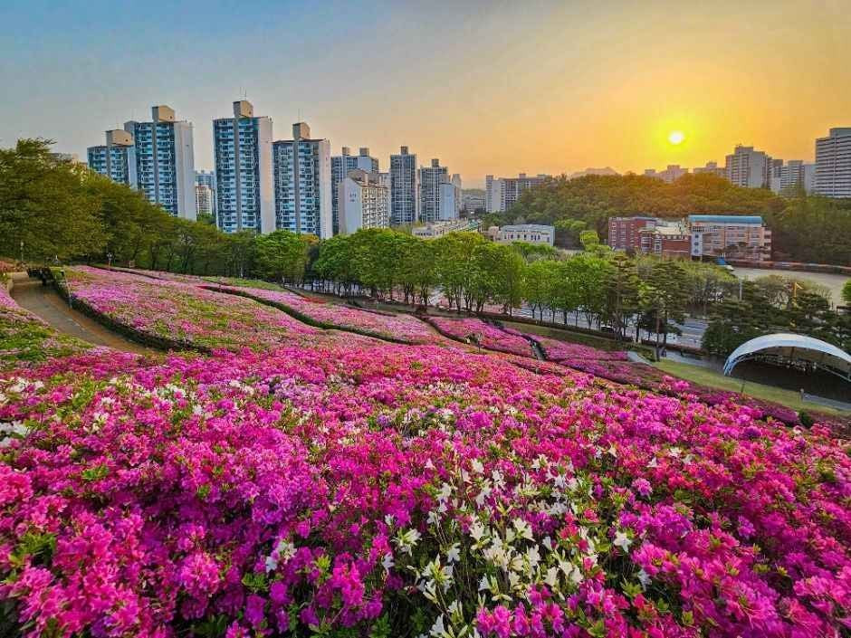군포 철쭉축제 여행 정보 - 메고지고