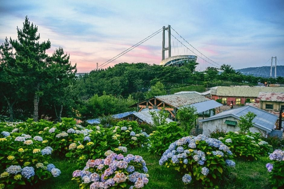 장생포 수국 페스티벌 여행 정보 - 메고지고
