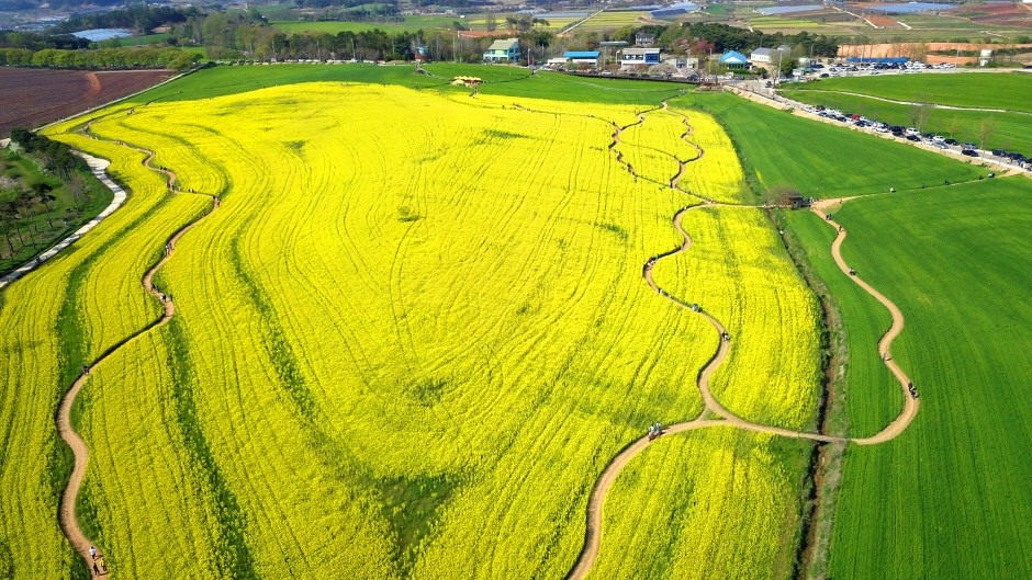 고창청보리밭 축제 여행 정보 - 메고지고