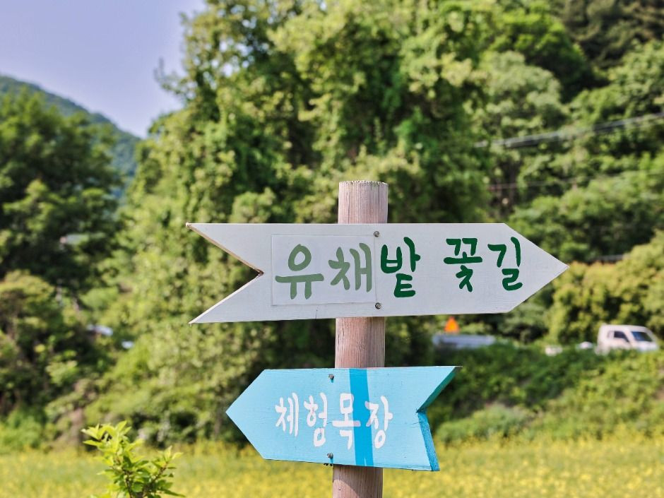 가평 양떼목장 유채꽃축제 여행 정보 - 메고지고