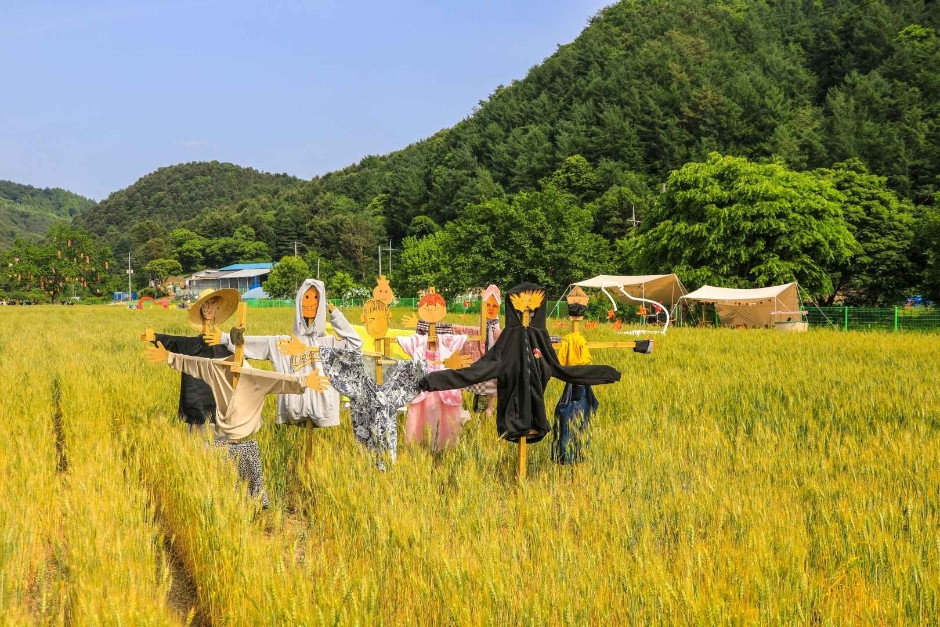 양평밀축제 여행 정보 - 메고지고