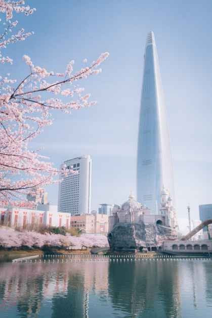 송파구 호수벚꽃축제 여행 정보 - 메고지고