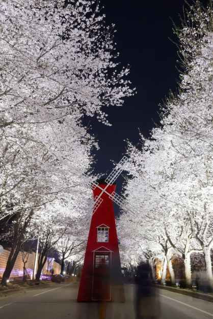여주흥천남한강 벚꽃축제 여행 정보 - 메고지고