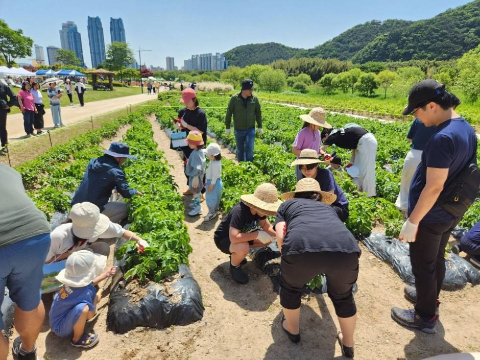 태화강 국가정원 봄꽃축제 여행 정보 - 메고지고