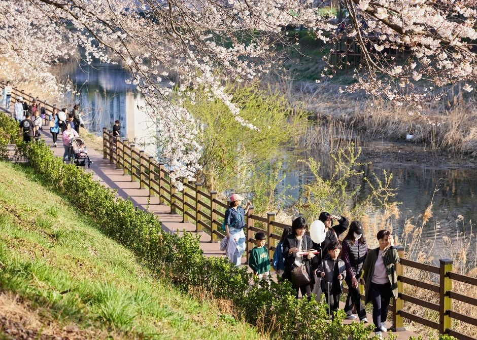 김포 벚꽃축제 여행 정보 - 메고지고