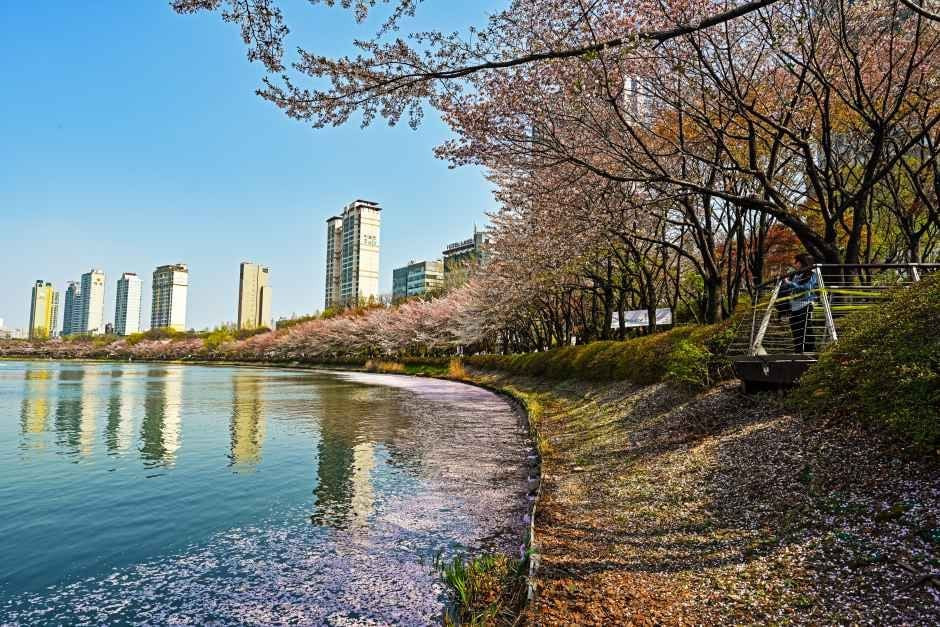 송파구 호수벚꽃축제 여행 정보 - 메고지고