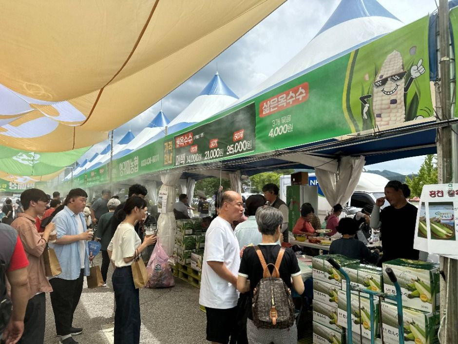 홍천 찰옥수수 축제 여행 정보 - 메고지고