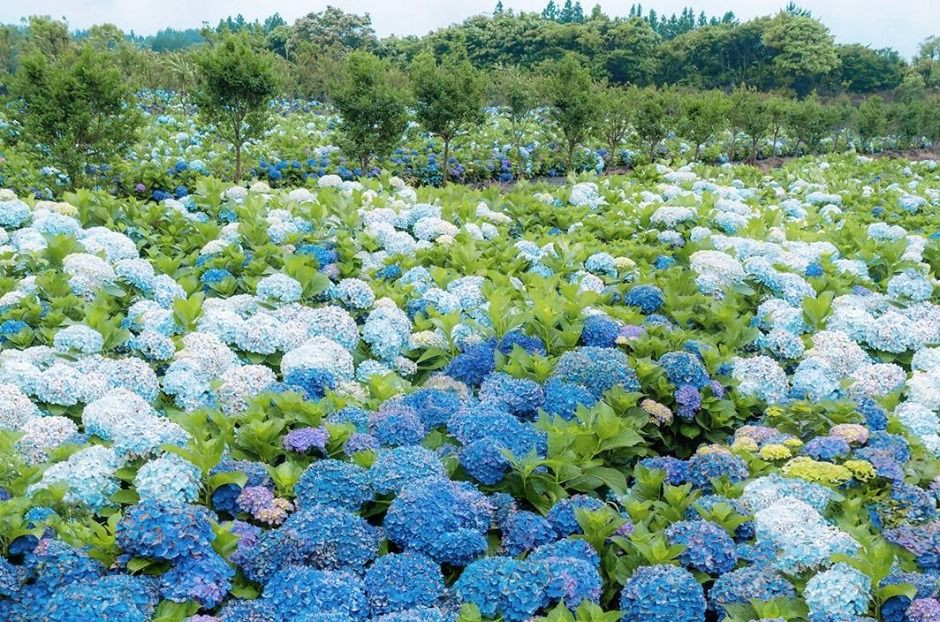 가평 양떼목장 수국축제 여행 정보 - 메고지고