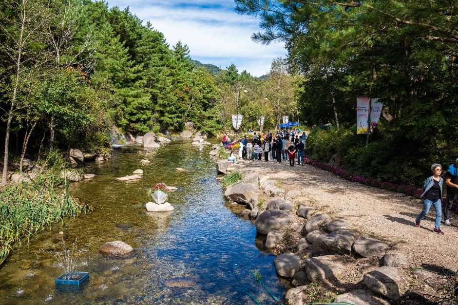 인제가을꽃축제 여행 정보 - 메고지고
