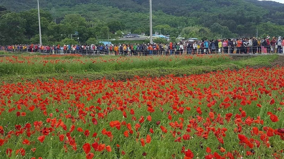하동 북천 꽃양귀비 축제 여행 정보 - 메고지고