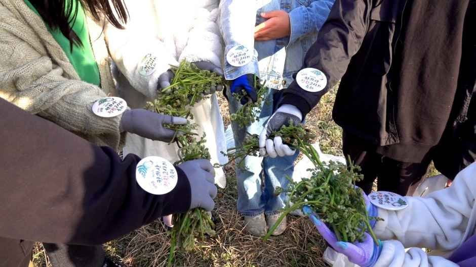 한라산 청정 고사리축제 여행 정보 - 메고지고