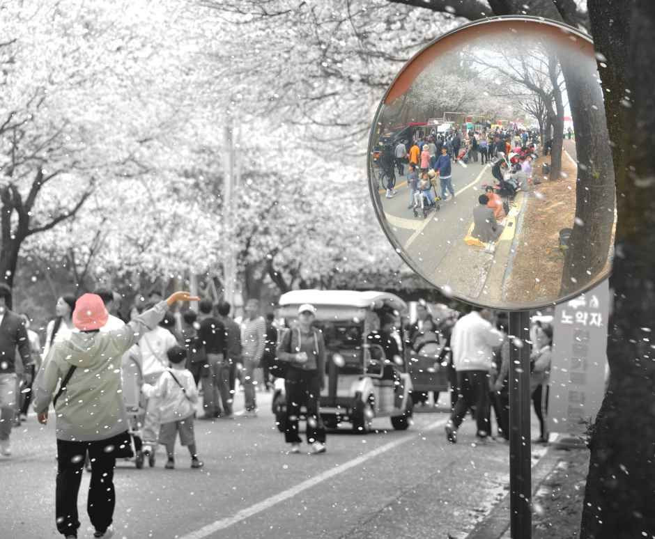 여주흥천남한강 벚꽃축제 여행 정보 - 메고지고