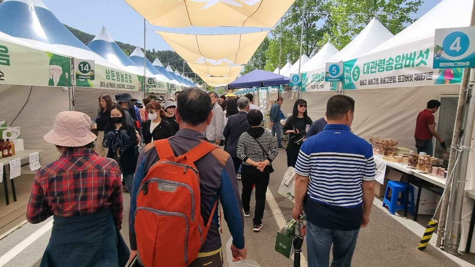 강원n 홍천 산나물축제 여행 정보 - 메고지고