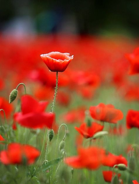 원주용수골꽃양귀비축제 여행 정보 - 메고지고