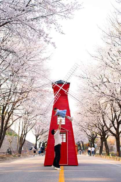 여주흥천남한강 벚꽃축제 여행 정보 - 메고지고