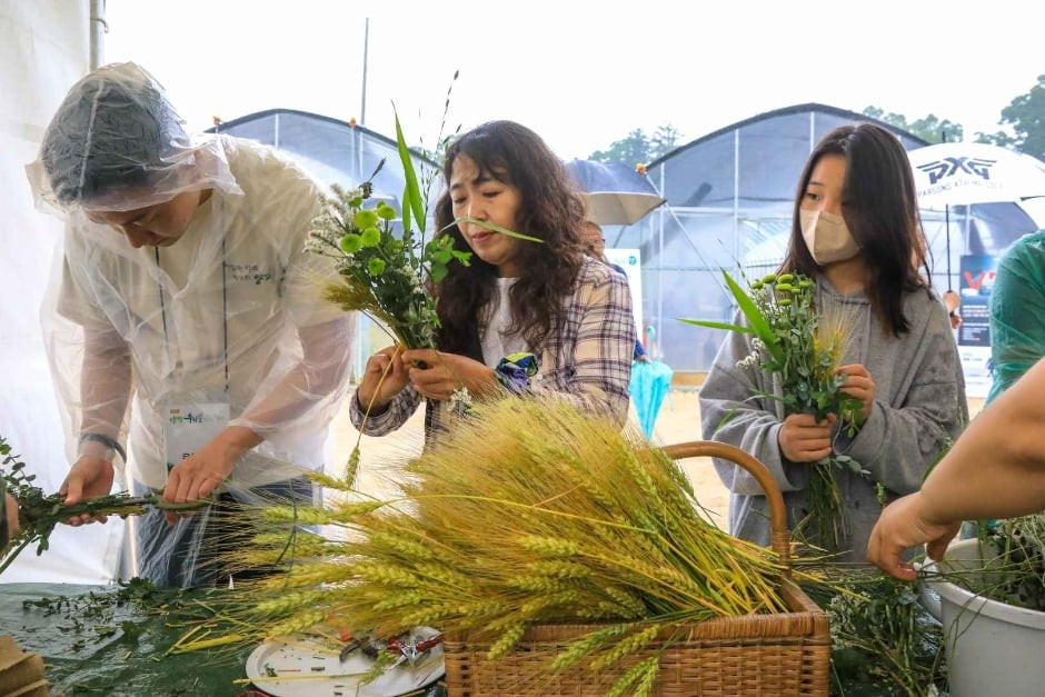 양평밀축제 여행 정보 - 메고지고