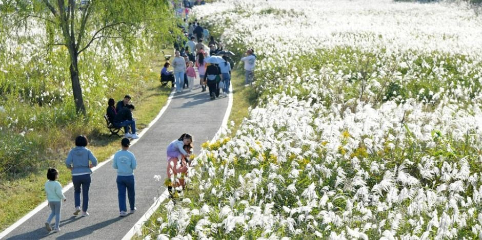 광주서창억새축제 여행 정보 - 메고지고
