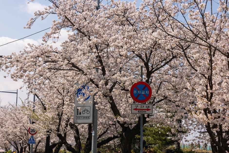 영등포 여의도 봄꽃축제 여행 정보 - 메고지고