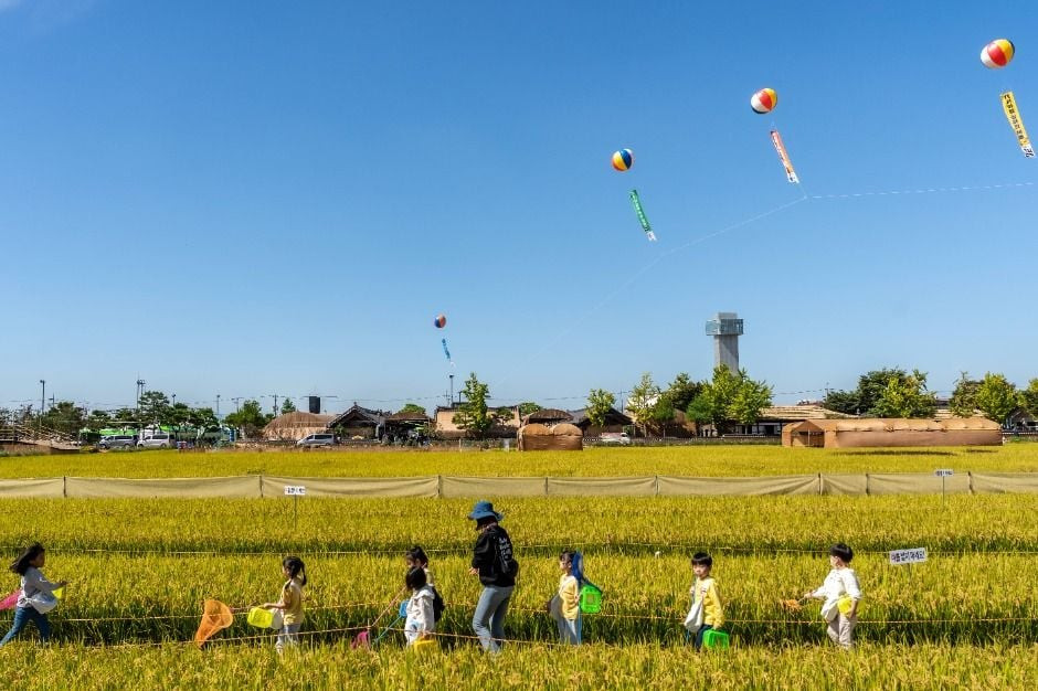 김제지평선축제 여행 정보 - 메고지고