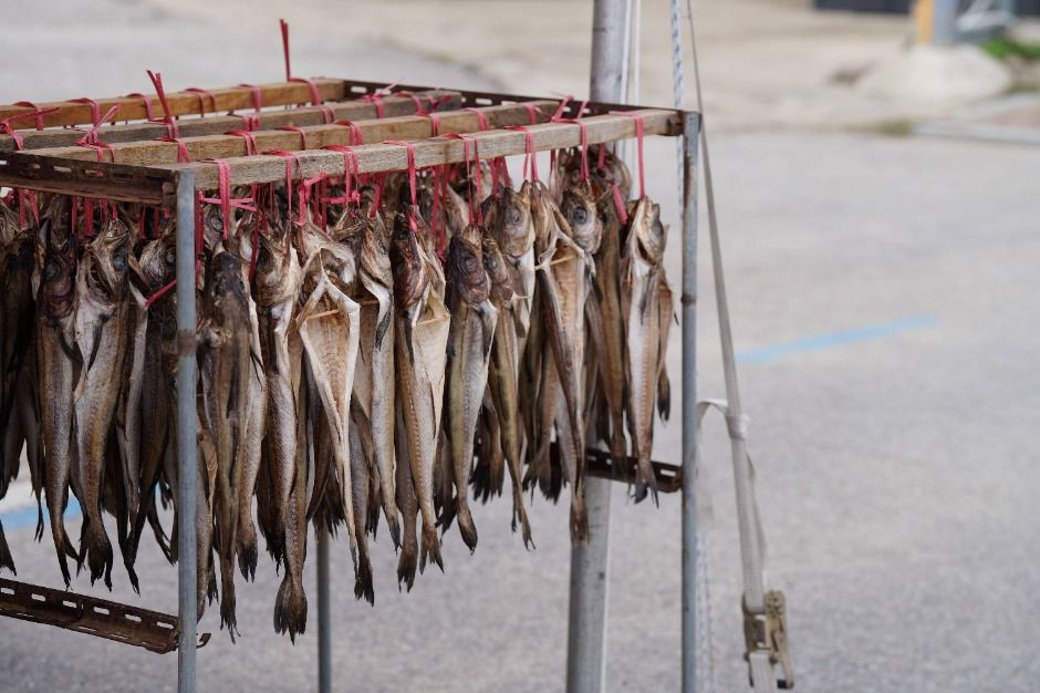 고성명태축제 여행 정보 - 메고지고