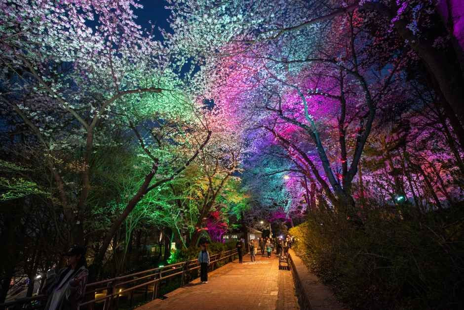 자유공원 벚꽃축제 여행 정보 - 메고지고