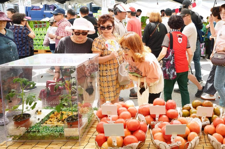 퇴촌토마토거리축제 여행 정보 - 메고지고