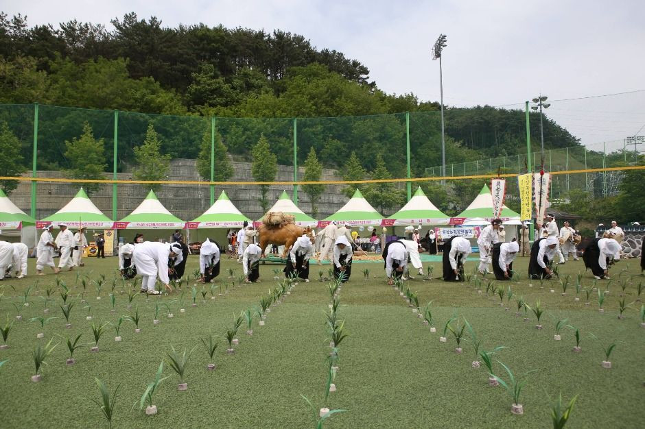 양산웅상회야제 여행 정보 - 메고지고