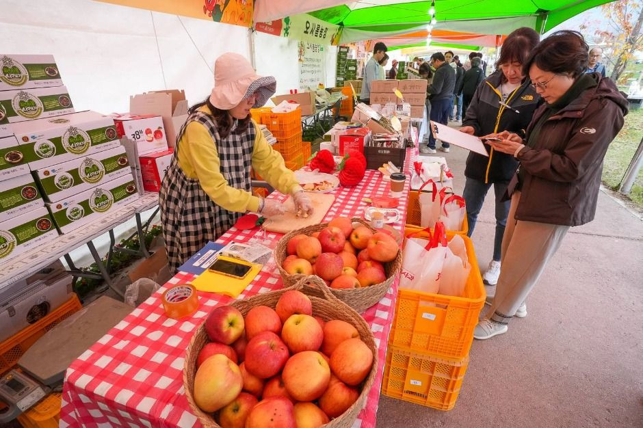 청춘양구 펀치볼 시래기사과축제 여행 정보 - 메고지고