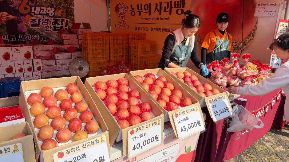 홍천 사과축제 여행 정보 - 메고지고