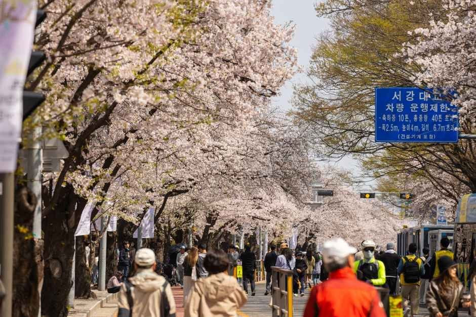 영등포 여의도 봄꽃축제 여행 정보 - 메고지고