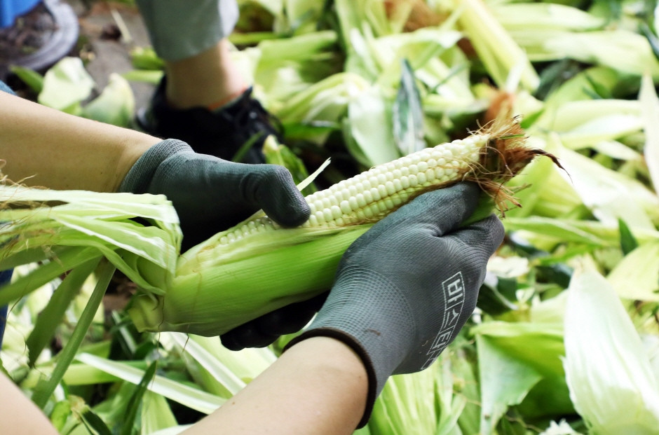 홍천 찰옥수수 축제 여행 정보 - 메고지고