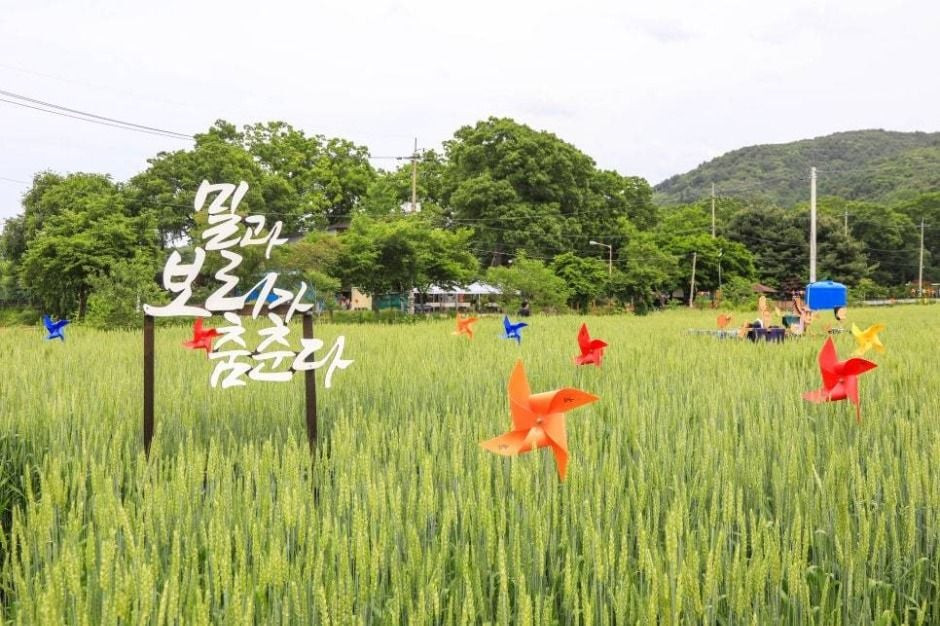 양평밀축제 여행 정보 - 메고지고