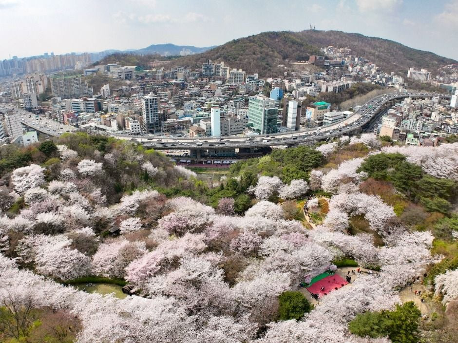 서대문 봄빛축제 여행 정보 - 메고지고