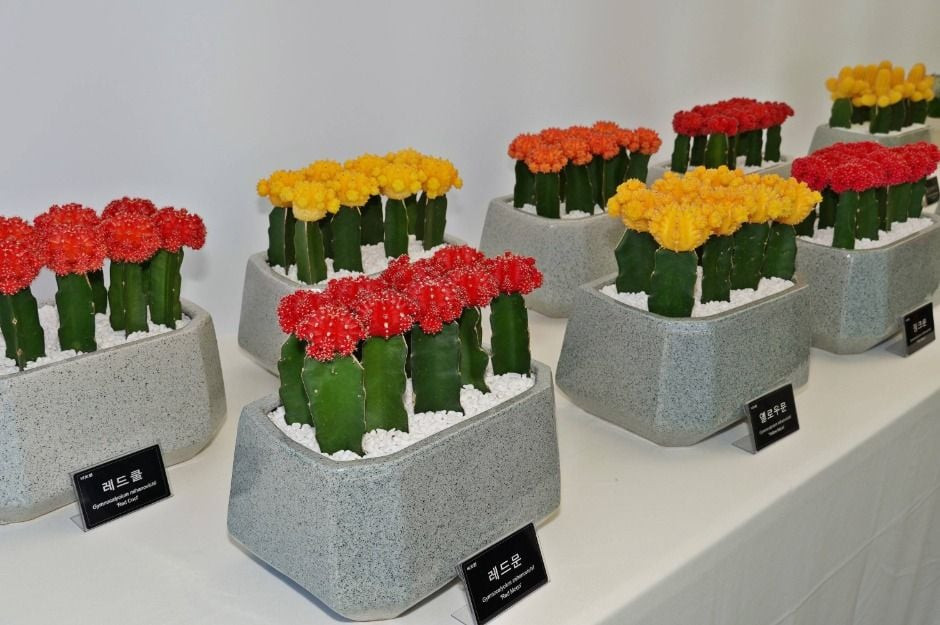 선인장&다육식물展 여행 정보 - 메고지고