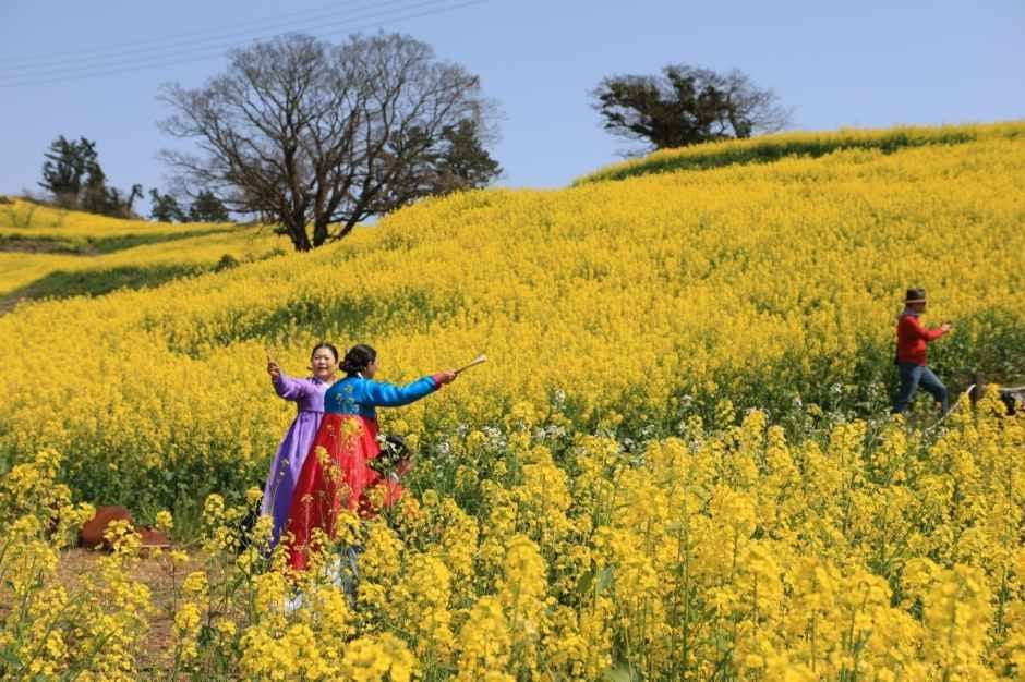 진도신비의바닷길축제 여행 정보 - 메고지고
