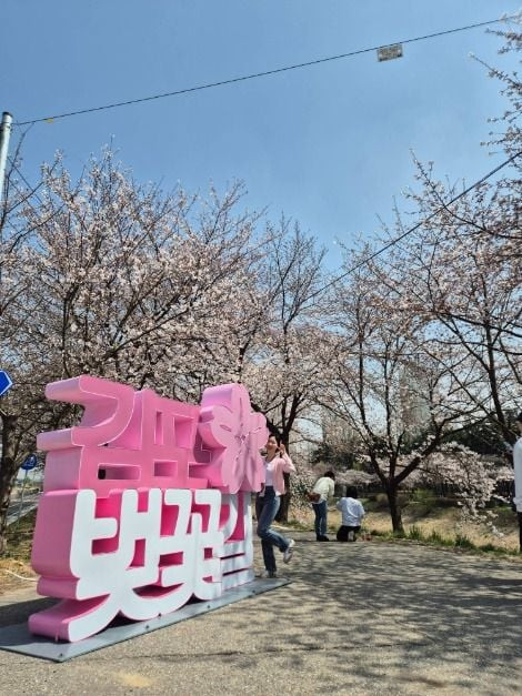 김포 벚꽃축제 여행 정보 - 메고지고