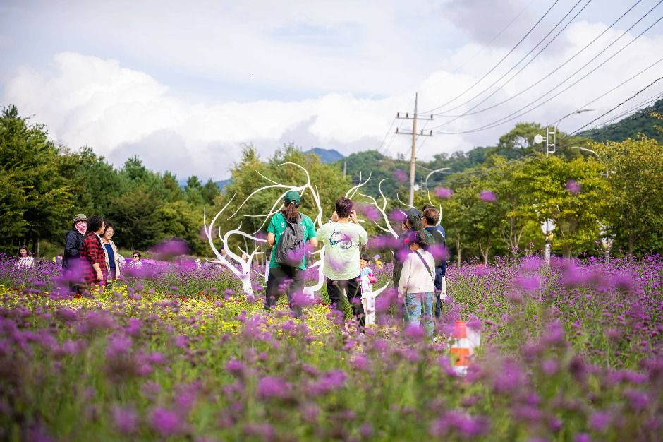 인제가을꽃축제 여행 정보 - 메고지고