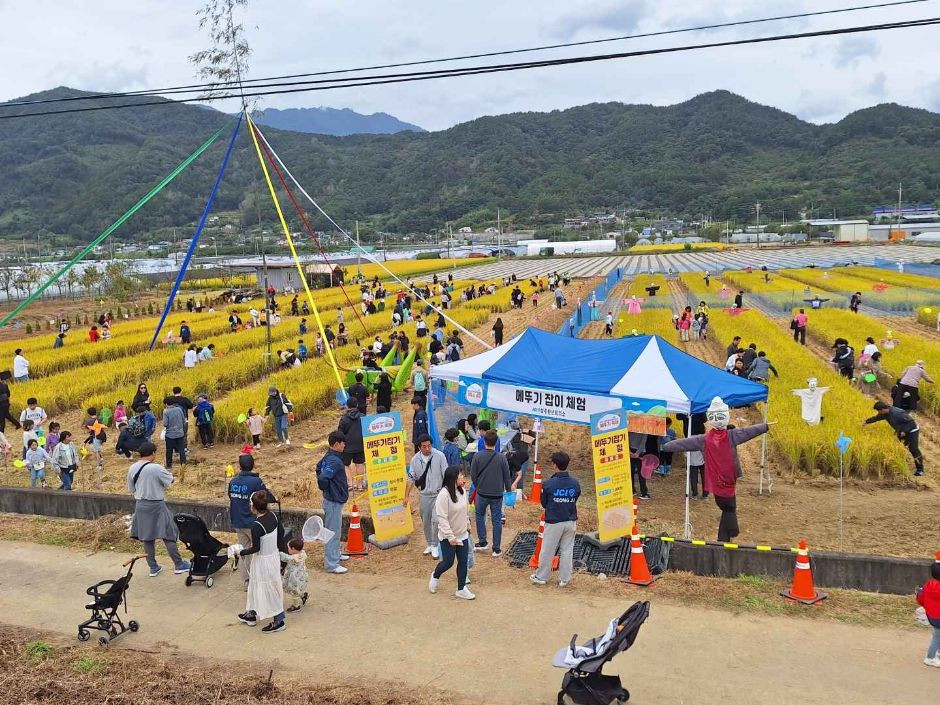 성주가야산황금들녘메뚜기축제 여행 정보 - 메고지고