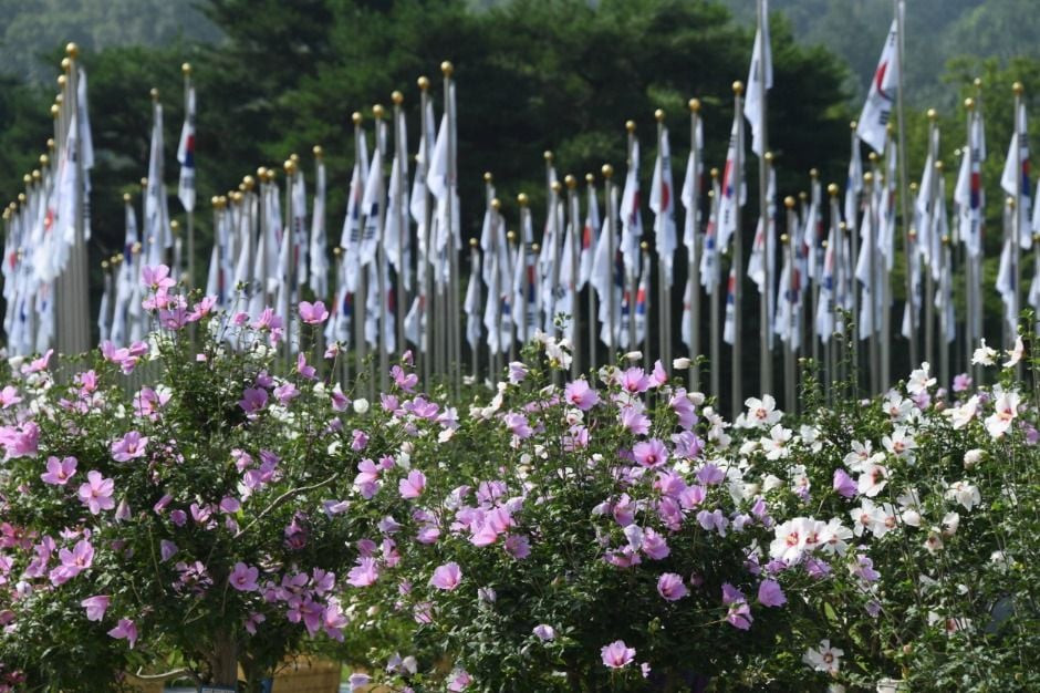 나라꽃 무궁화 대축제 여행 정보 - 메고지고