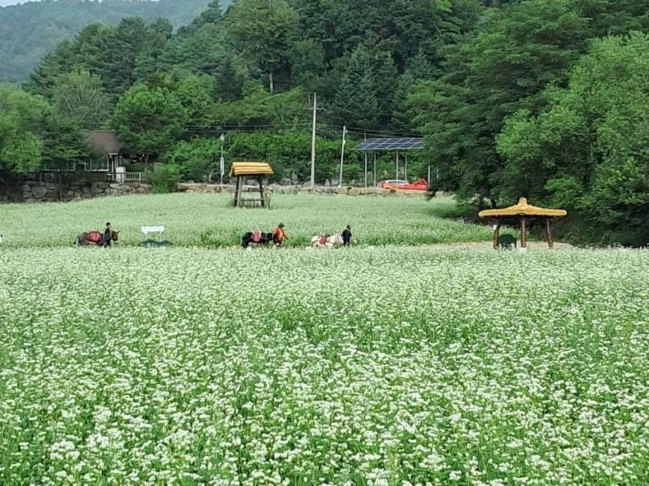평창효석문화제 여행 정보 - 메고지고