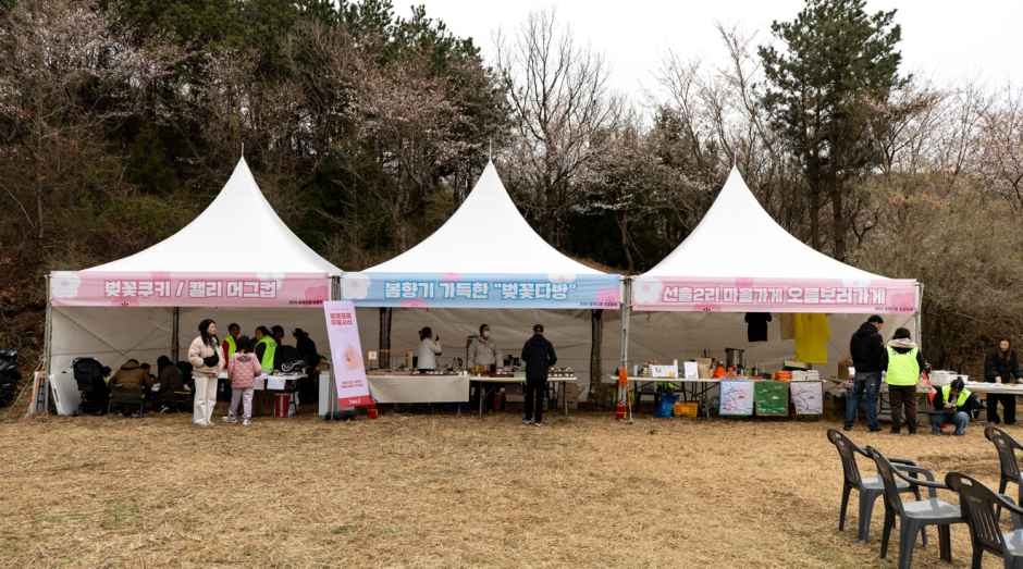 골체오름 벚꽃축제 여행 정보 - 메고지고