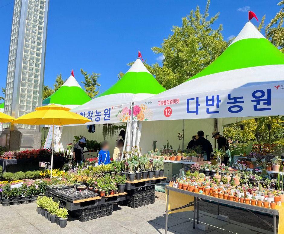 고양가을꽃축제 여행 정보 - 메고지고