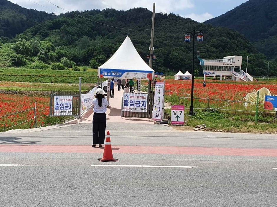 하동 북천 꽃양귀비 축제 여행 정보 - 메고지고