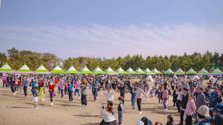 영랑호 벚꽃축제 여행 정보 - 메고지고